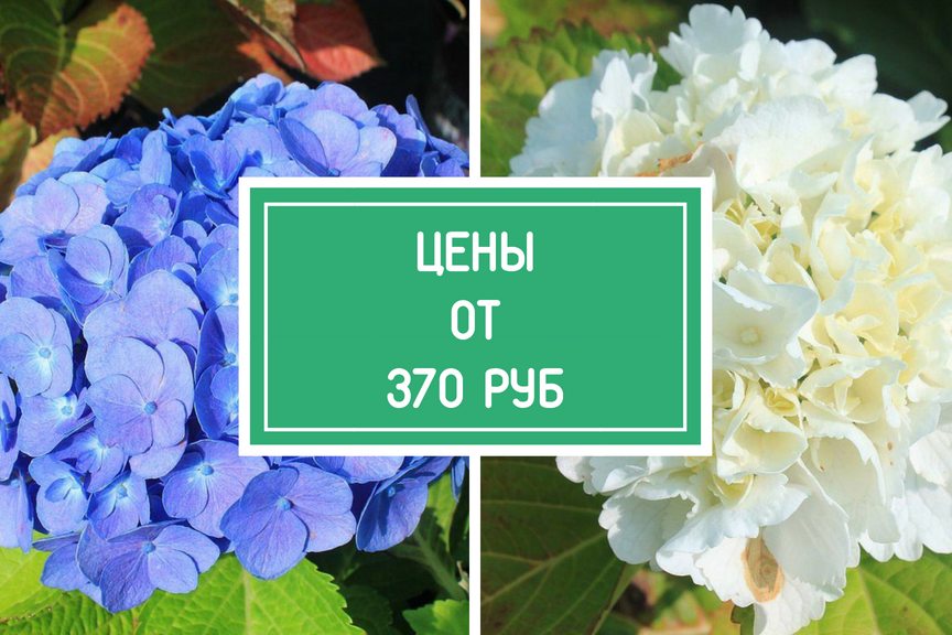 Каталог Гортензий