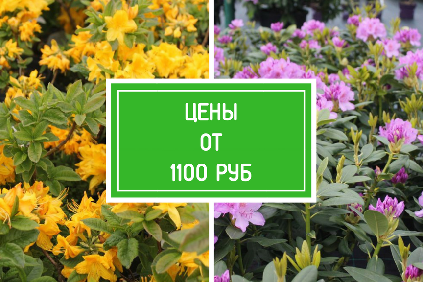 Каталог Рододендронов