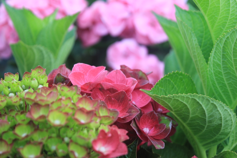 Гортензия красная