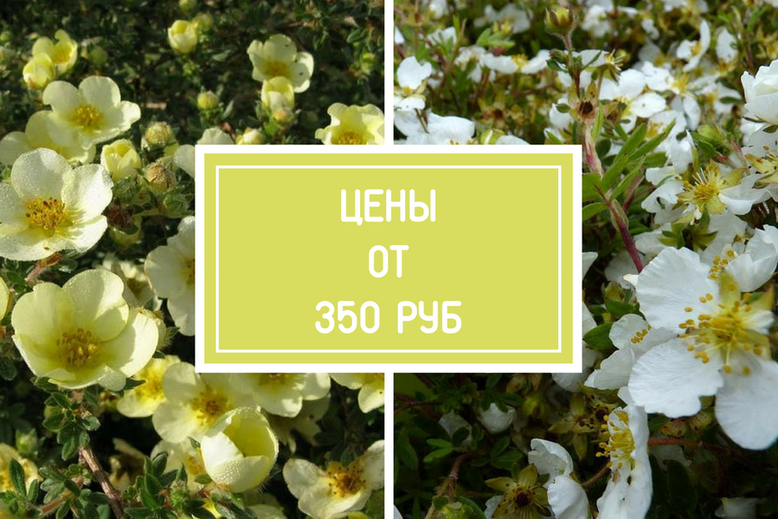 Каталог лапчатки