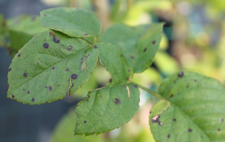 Черная пятнистость у розы.