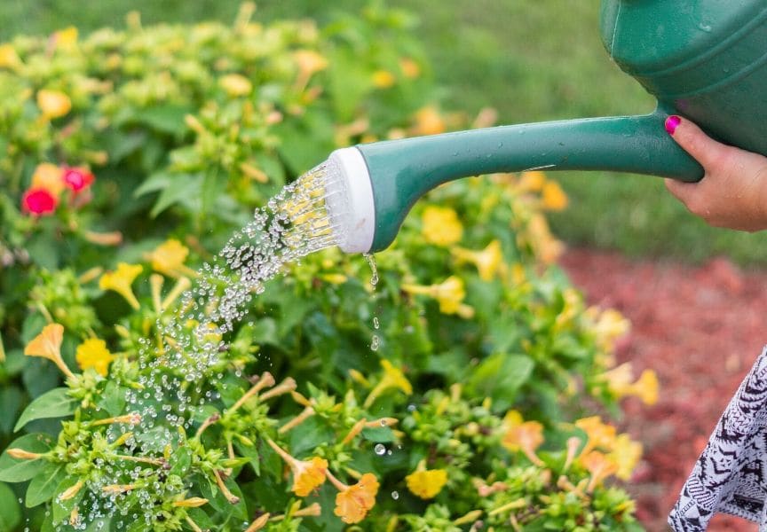 Полив из лейки грядок.