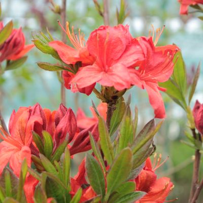 Рододендрон