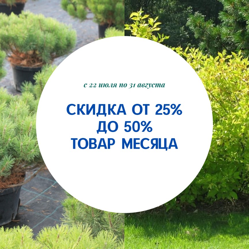 Товар месяца Август. Скидки 25%.