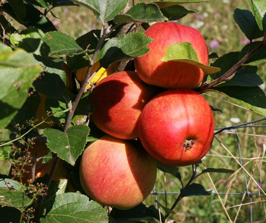 Яблоки на ветке