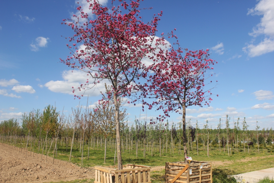 Яблоня Рудольф