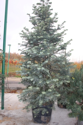 Пихта одноцветная