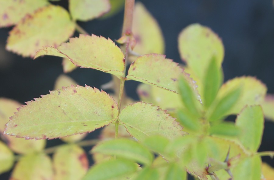 Септориоз на листьях розы.