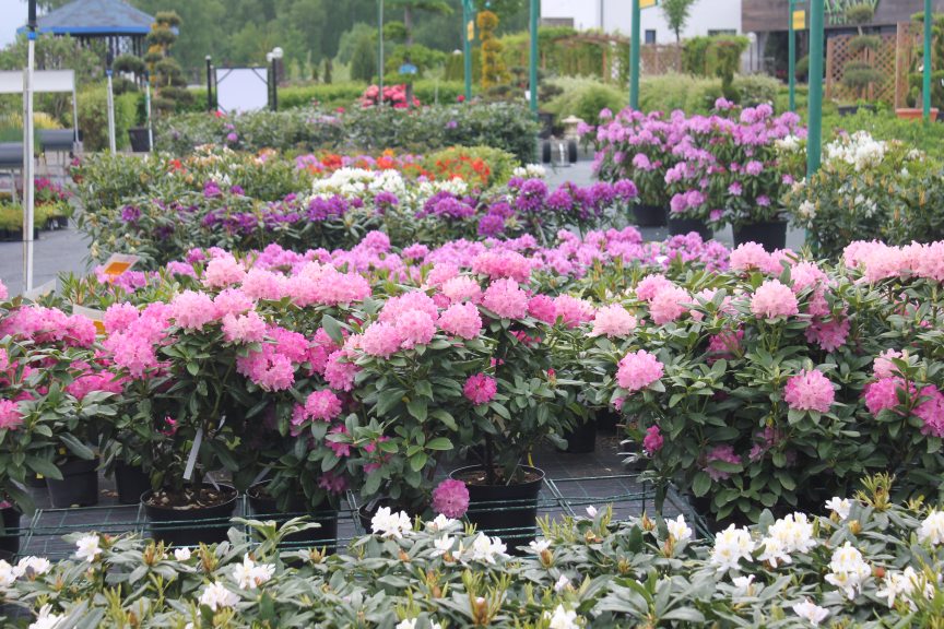 Море цветов в Южном