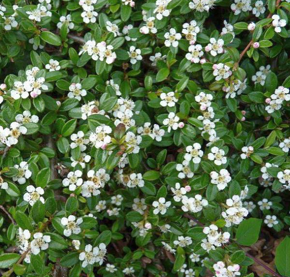 Кизильник гибридный 'Корал Бьюти'