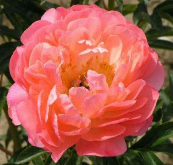 Пион молочноцветковый 'Корал Бич' (персиково - желтый)