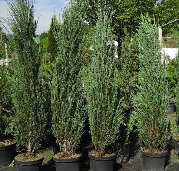 Можжевельник скальный 'Блу Арроу'