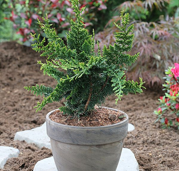 Кипарисовик горохоплодный 'Тедди Бир'