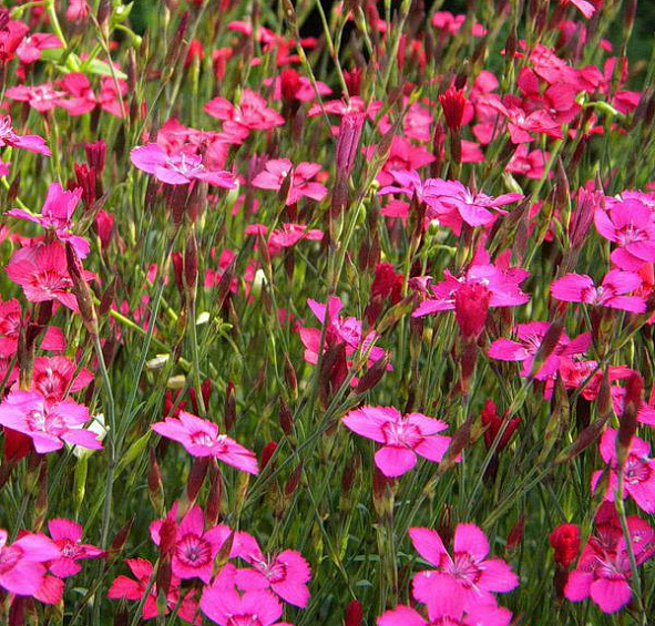 Гвоздика травянка 'Конфетти Ред' (красная)