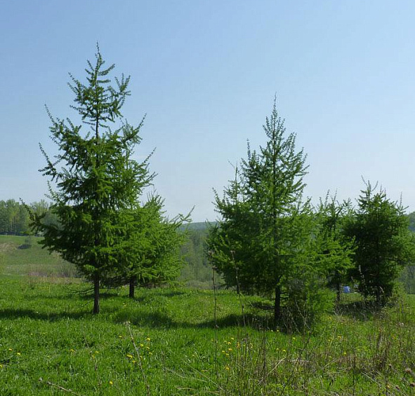 Лиственница тонкочешуйчатая (японская)