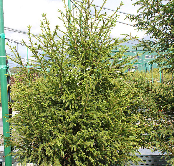 Ель сербская