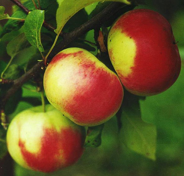 Яблоня Брянское