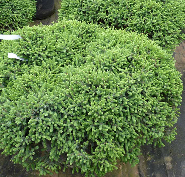 Ель сизая (канадская, белая) 'Эхиниформис'