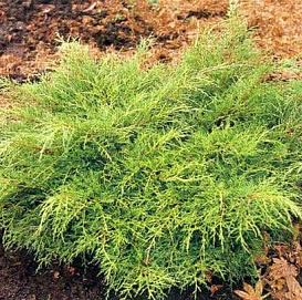 Можжевельник пфитцериана 'Олд Голд'