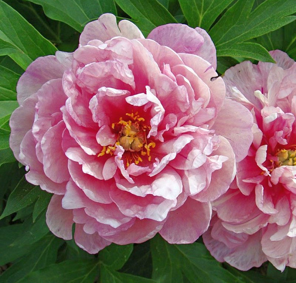 Пион Ито-гибрид 'Пинк Дабл Денди' (розовый светлый)