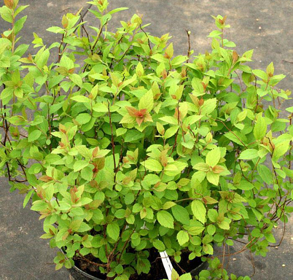 Спирея японская 'Манон'