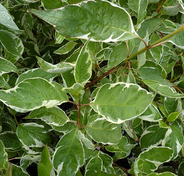 Дерен белый 'Аргентеомаргината'