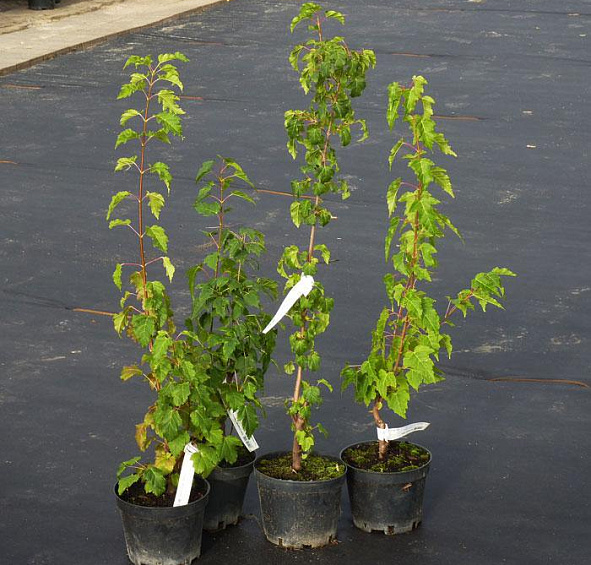 Клен гиннала