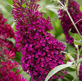 Буддлея давида 'Шуга Плам'