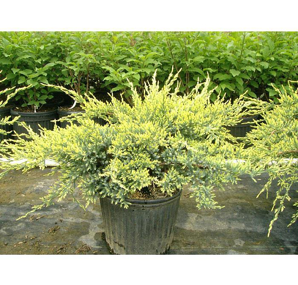 Можжевельник чешуйчатый Холгер (Holger)