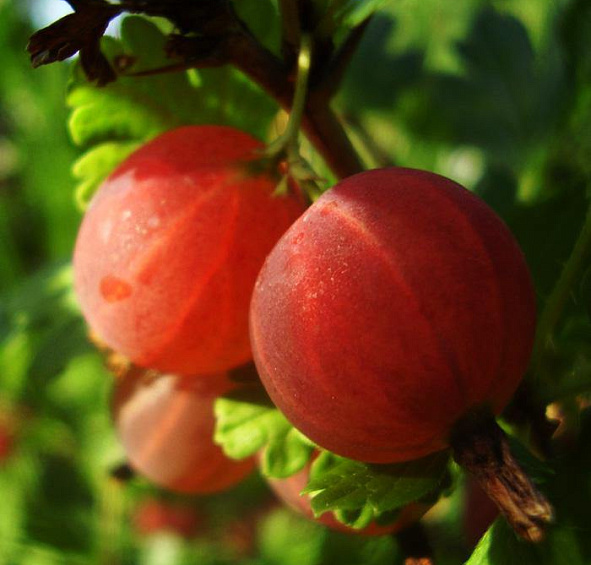 Крыжовник 'Колобок'