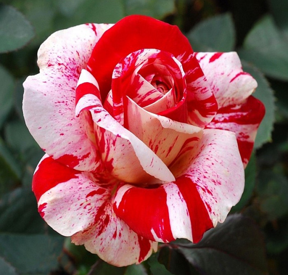 Роза 'Филателия' (чайно-гибридная) (розово - красная)