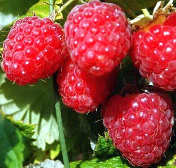 Малина 'Бирюсинка'