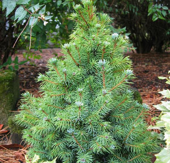 Ель сизая (канадская, белая) 'Сандерс Блу'