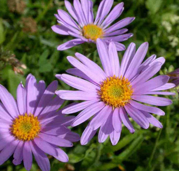 Астра многолетняя