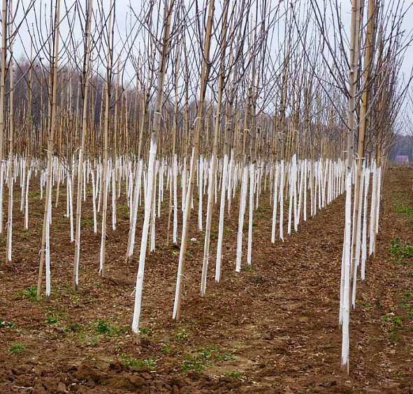 Каштан конский 'Баумани'