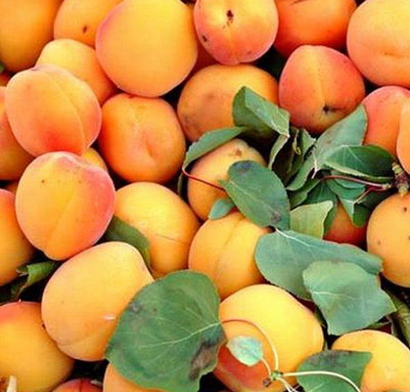 Абрикос 'Сюрприз'