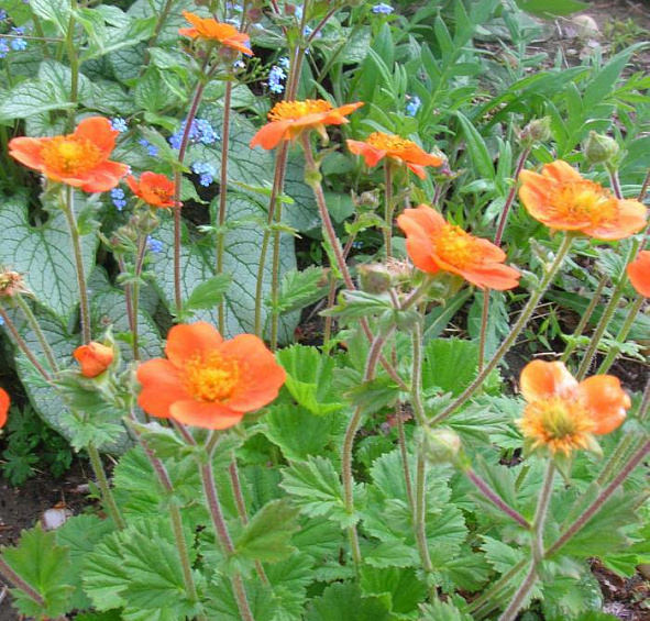 Гравилат ярко-красный Борисии