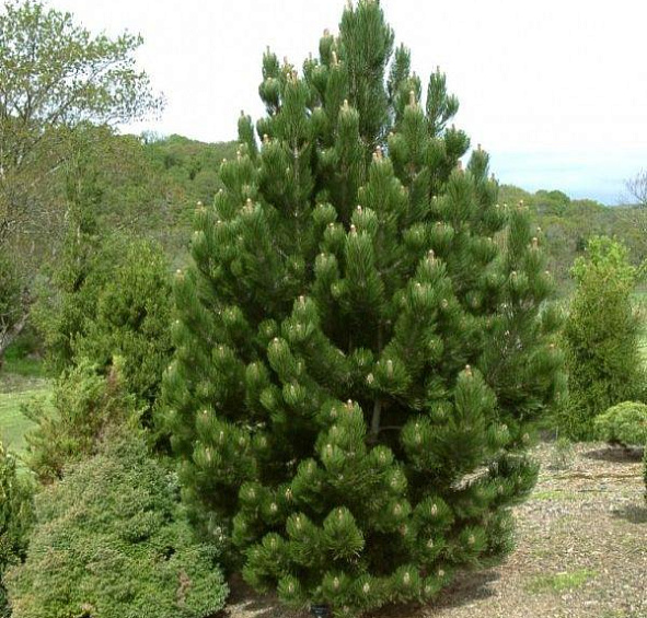 Сосна гельдрейха (боснийская, белокорая) 'Сателлит'