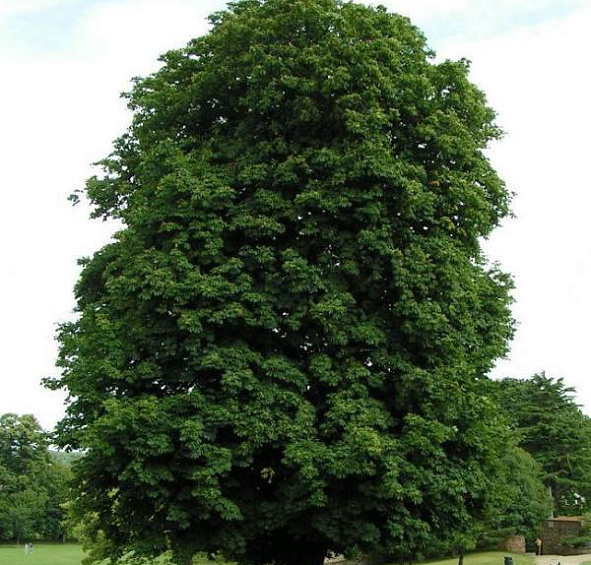 Каштан конский