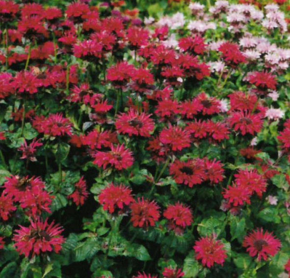 Монарда двойчатая Файербол