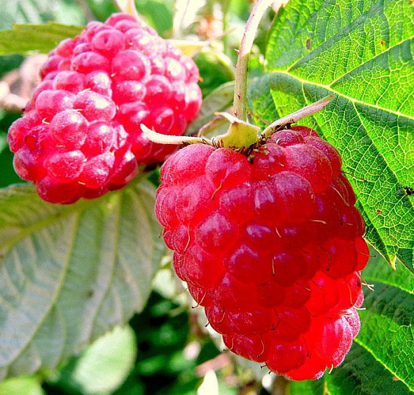 Малина 'Бальзам'