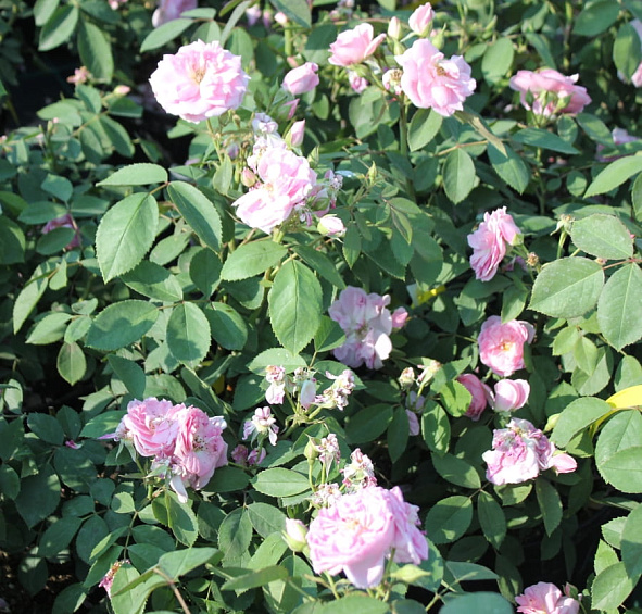 Роза 'Прейри Джой' (парковая, шраб) (розовая)