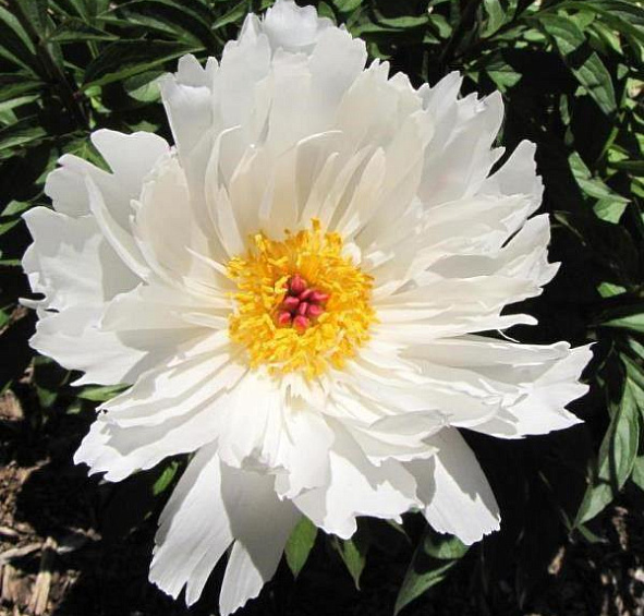 Пион Луис Келси (Lois Kelsey)