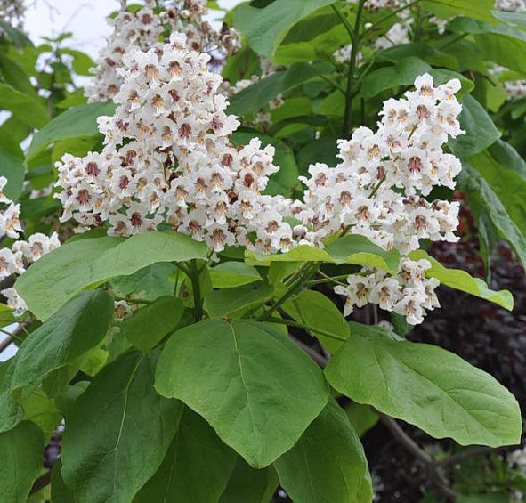 Катальпа бигнониевидная