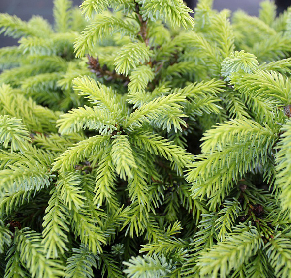 Ель сербская 'Нана'