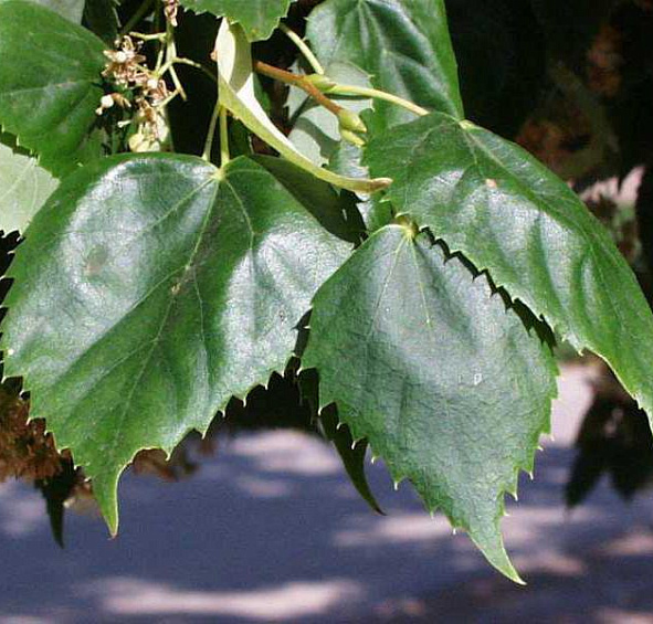 Липа европейская 'Эухлора'