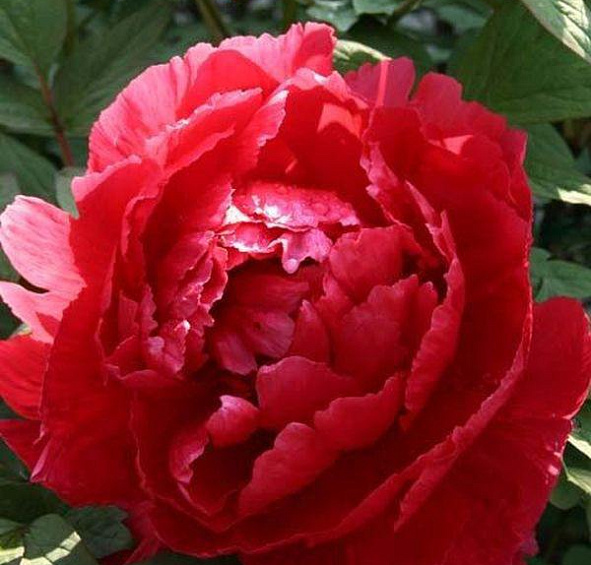 древовидный Тайо (suffruticosa Taiyo)