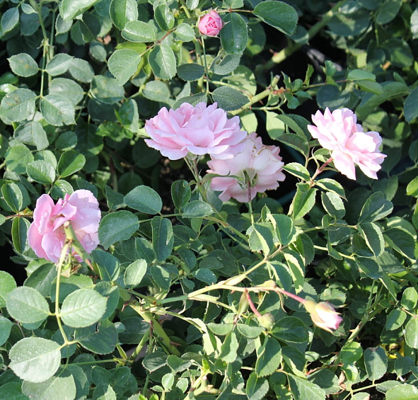 Роза 'Зоммервинд' (почвопокровная) (розовая)