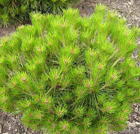 Сосна густоцветная 'Алиса Веркаде'