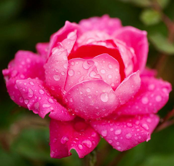 Роза Дабл Нокаут (Double Knock Out)